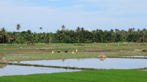 Rice fields near Mandiri